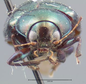 Media type: image; Entomology 17312   Aspect: head frontal view